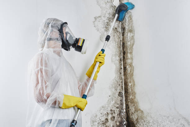 Best Residential Mold Remediation in USA